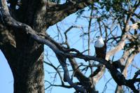Schreiseeadler - African Fish Eagle &ndash; &copy; Annett Müller (Eberhardt TRAVEL)