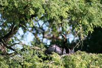 Schlangenhalsvogel &ndash; &copy; Annett Müller (Eberhardt TRAVEL)