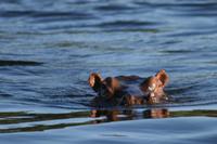 Hippo &ndash; &copy; Annett Müller (Eberhardt TRAVEL)