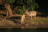 Kudus &ndash; &copy; Annett Müller (Eberhardt TRAVEL)