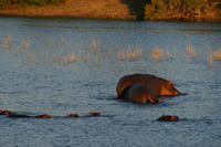 Hippos &ndash; &copy; Annett Müller (Eberhardt TRAVEL)