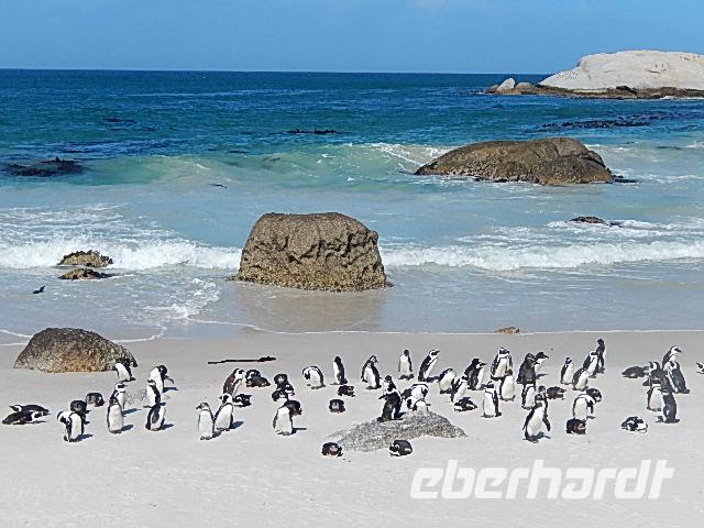 Boulders Beach &ndash; &copy; Kathrin Mickan (Eberhardt TRAVEL)