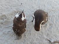 Kappinguine &ndash; &copy; Kathrin Mickan (Eberhardt TRAVEL)