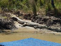 St.Lucia Krokodil &ndash; &copy; Kathrin Mickan (Eberhardt TRAVEL)