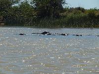 St.Lucia Hippos &ndash; &copy; Kathrin Mickan (Eberhardt TRAVEL)
