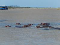 St.Lucia Hippos &ndash; &copy; Kathrin Mickan (Eberhardt TRAVEL)