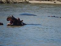 Hippos &ndash; &copy; Kathrin Mickan (Eberhardt TRAVEL)