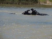 Hippos &ndash; &copy; Kathrin Mickan (Eberhardt TRAVEL)