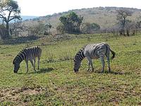 Umfolozi &ndash; &copy; Kathrin Mickan (Eberhardt TRAVEL)