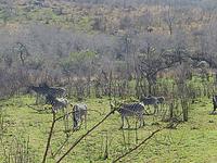 Umfolozi &ndash; &copy; Kathrin Mickan (Eberhardt TRAVEL)