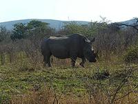 tolles Nashorn &ndash; &copy; Kathrin Mickan (Eberhardt TRAVEL)