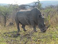 Nashorn Nahaufnahme &ndash; &copy; Kathrin Mickan (Eberhardt TRAVEL)
