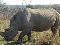 Nashorn noch näher &ndash; &copy; Kathrin Mickan (Eberhardt TRAVEL)