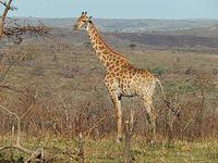 Umfolozi Giraffe &ndash; &copy; Kathrin Mickan (Eberhardt TRAVEL)
