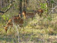 Umfolozi NP &ndash; &copy; Kathrin Mickan (Eberhardt TRAVEL)