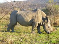Nashorn Umfolozi NP &ndash; &copy; Kathrin Mickan (Eberhardt TRAVEL)