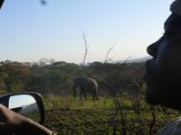 Umfolozi NP &ndash; &copy; Kathrin Mickan (Eberhardt TRAVEL)