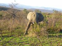 Umfolozi NP &ndash; &copy; Kathrin Mickan (Eberhardt TRAVEL)