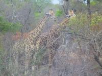 Giraffen &ndash; &copy; Kathrin Mickan (Eberhardt TRAVEL)