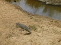 Krüger Krokodil &ndash; &copy; Kathrin Mickan (Eberhardt TRAVEL)