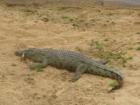 Krokodil Krüger Park &ndash; &copy; Kathrin Mickan (Eberhardt TRAVEL)