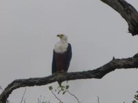 Weisskopfseeadler &ndash; &copy; Kathrin Mickan (Eberhardt TRAVEL)
