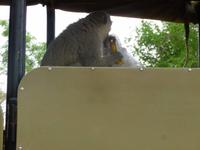 ah eine Banane &ndash; &copy; Kathrin Mickan (Eberhardt TRAVEL)