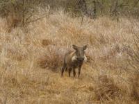 Warzenschwein im Krüger NP &ndash; &copy; Kathrin Mickan (Eberhardt TRAVEL)