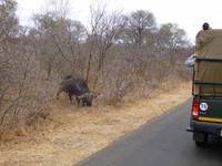auf Tour im Krüger NP &ndash; &copy; Kathrin Mickan (Eberhardt TRAVEL)