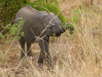 Babyelefant &ndash; &copy; Kathrin Mickan (Eberhardt TRAVEL)