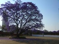 Jakaranda Baum &ndash; &copy; Kathrin Mickan (Eberhardt TRAVEL)