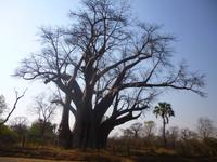 The Big Tree &ndash; &copy; Kathrin Mickan (Eberhardt TRAVEL)