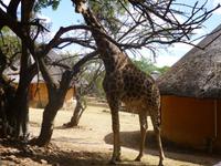 Haia Safari Ranch &ndash; &copy; Kathrin Mickan (Eberhardt TRAVEL)