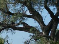 Suchbild Leopard