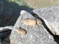 Tafelberg Klippschliefer