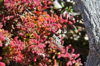 Fynbos &ndash; &copy; Astrid Kunath (Eberhardt TRAVEL)