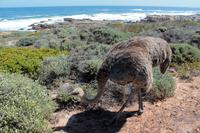 Strauß am Kap der Guten Hoffnung &ndash; &copy; Astrid Kunath (Eberhardt TRAVEL)