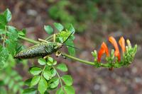Possierliches Tierchen &ndash; &copy; Astrid Kunath (Eberhardt TRAVEL)