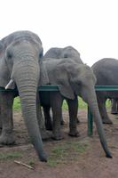 Knysna Elephant Park &ndash; &copy; Astrid Kunath (Eberhardt TRAVEL)