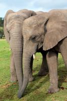 Knysna Elephant Park &ndash; &copy; Astrid Kunath (Eberhardt TRAVEL)