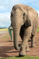 Knysna Elephant Park &ndash; &copy; Astrid Kunath (Eberhardt TRAVEL)