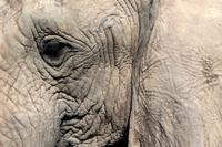 Knysna Elephant Park &ndash; &copy; Astrid Kunath (Eberhardt TRAVEL)