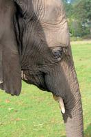 Knysna Elephant Park &ndash; &copy; Astrid Kunath (Eberhardt TRAVEL)