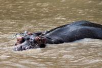 Bootsfahrt auf dem St. Lucia See: Hippo (Nilpferd, Flusspferd) &ndash; &copy; Astrid Kunath (Eberhardt TRAVEL)