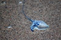 Cape Vidal &ndash; &copy; Astrid Kunath (Eberhardt TRAVEL)
