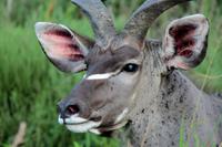 Cape Vidal &ndash; &copy; Astrid Kunath (Eberhardt TRAVEL)