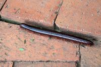 Swaziland &ndash; &copy; Astrid Kunath (Eberhardt TRAVEL)