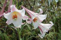 Lilien &ndash; &copy; Astrid Kunath (Eberhardt TRAVEL)