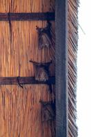 Flughunde &ndash; &copy; Astrid Kunath (Eberhardt TRAVEL)