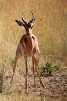 Krüger-Nationalpark: Impala &ndash; &copy; Astrid Kunath (Eberhardt TRAVEL)